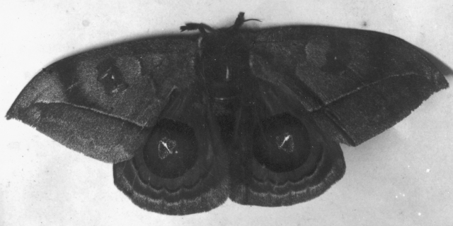 �t�N���E��(�_���M��B�e)