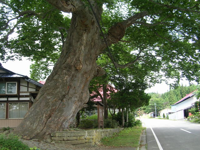 �����̃P���L(���R�̑�P���L)