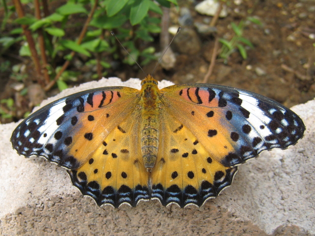 �c�}�O���q���E����