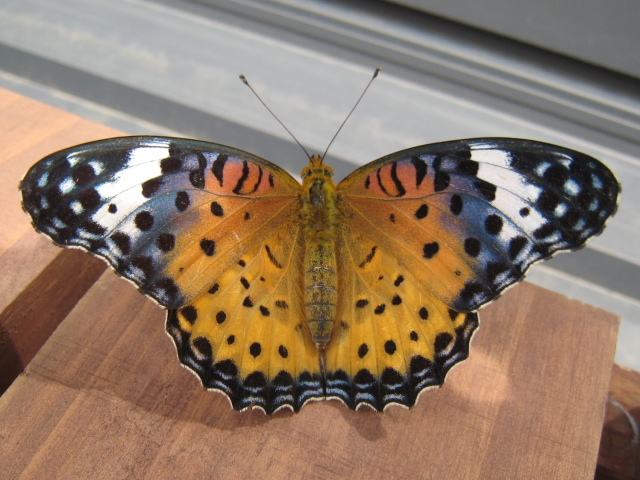 �c�}�O���q���E����